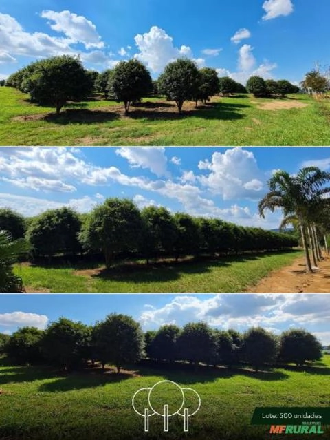 Imagem Jabuticabeira-sabará Imagem Jabuticabeira-sabará