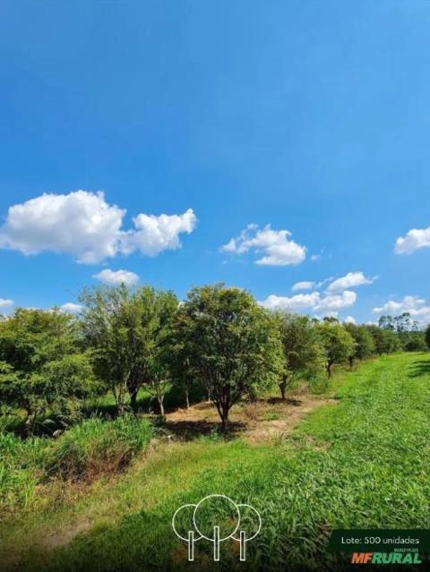 Imagem Jabuticabeira-sabará Imagem Jabuticabeira-sabará