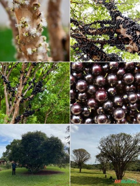 Imagem Jabuticabeira-sabará Imagem Jabuticabeira-sabará