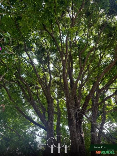 Imagem Sapucaia Imagem Sapucaia