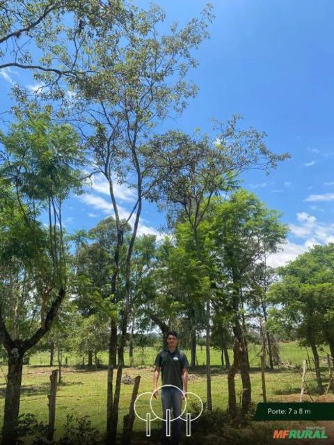 Imagem Ipê-amarelo Imagem Ipê-amarelo