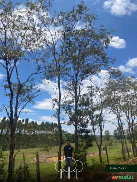 Imagem Ipê-amarelo Imagem Ipê-amarelo