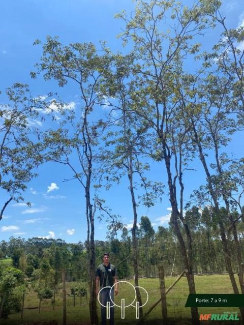 Imagem Ipê-amarelo Imagem Ipê-amarelo