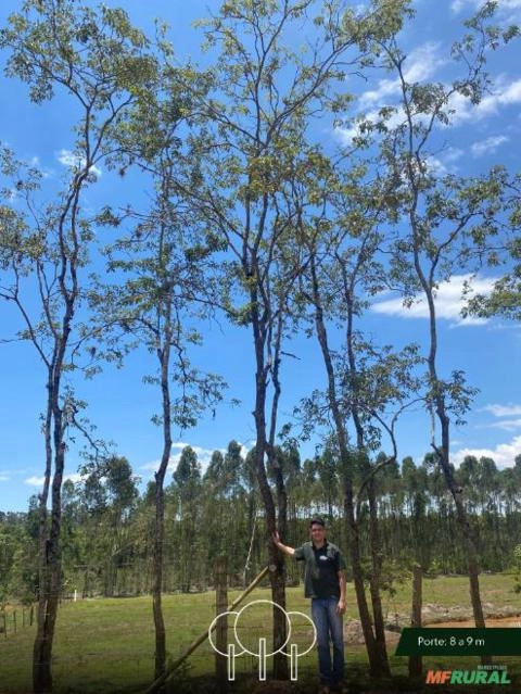 Ipê-amarelo Imagem Ipê-amarelo