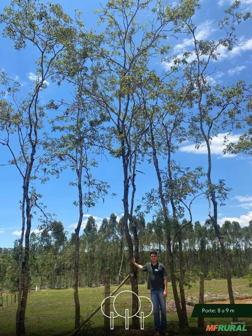 Ipê-amarelo Imagem Ipê-amarelo