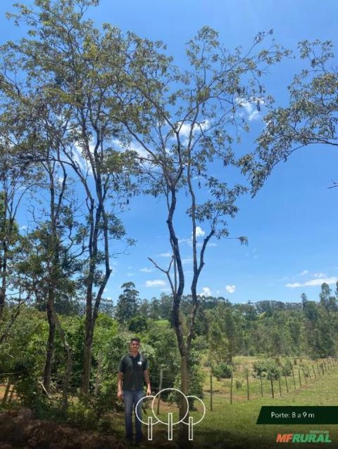 Imagem Ipê-amarelo Imagem Ipê-amarelo