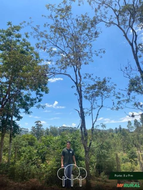 Imagem Ipê-amarelo Imagem Ipê-amarelo