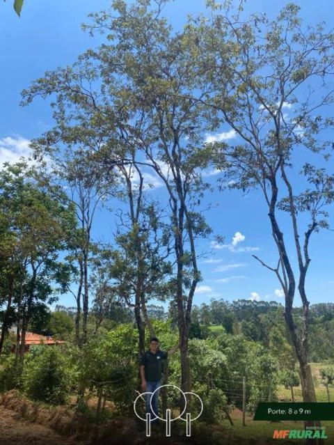 Imagem Ipê-amarelo Imagem Ipê-amarelo