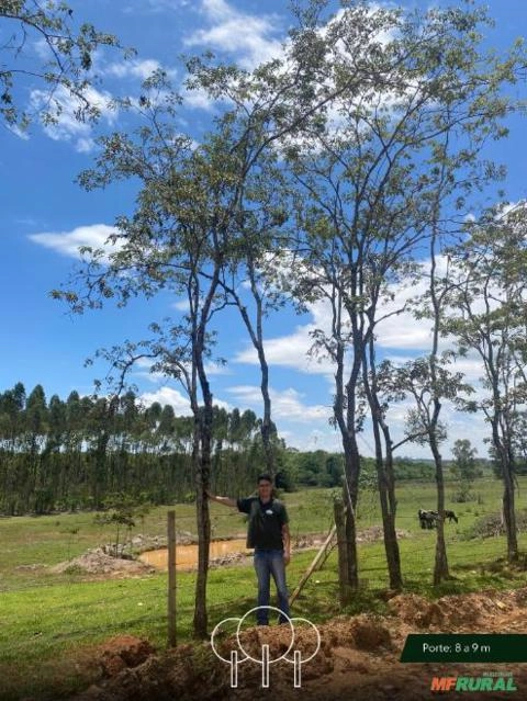 Imagem Ipê-amarelo Imagem Ipê-amarelo