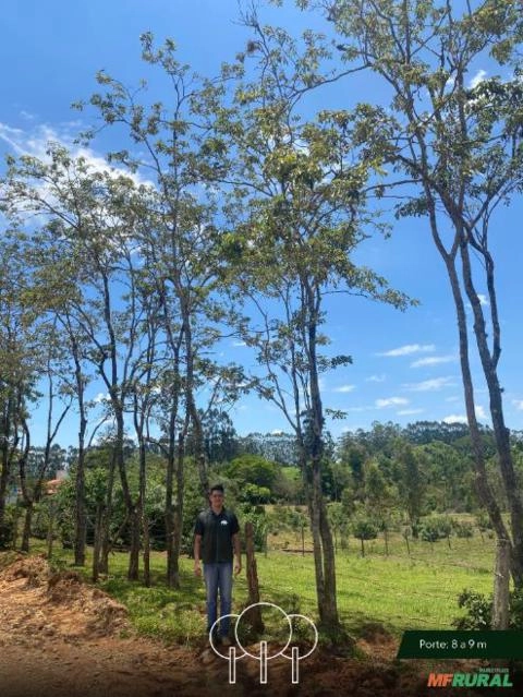 Imagem Ipê-amarelo Imagem Ipê-amarelo