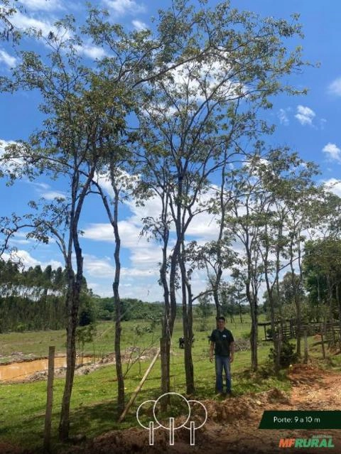 Imagem Ipê-amarelo Imagem Ipê-amarelo