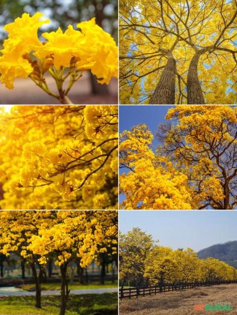 Imagem Ipê-amarelo Imagem Ipê-amarelo