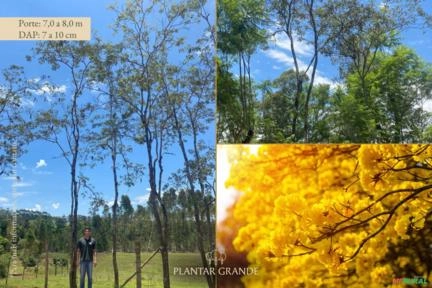 Ipê-amarelo Imagem Ipê-amarelo