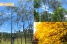 Ipê-amarelo Imagem Ipê-amarelo