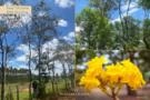 Ipê-amarelo Imagem Ipê-amarelo