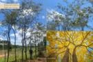 Ipê-amarelo Imagem Ipê-amarelo
