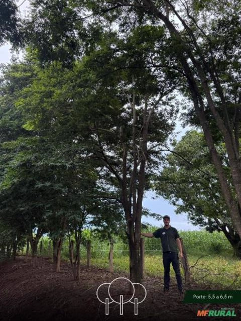 Sibipiruna Imagem Sibipiruna