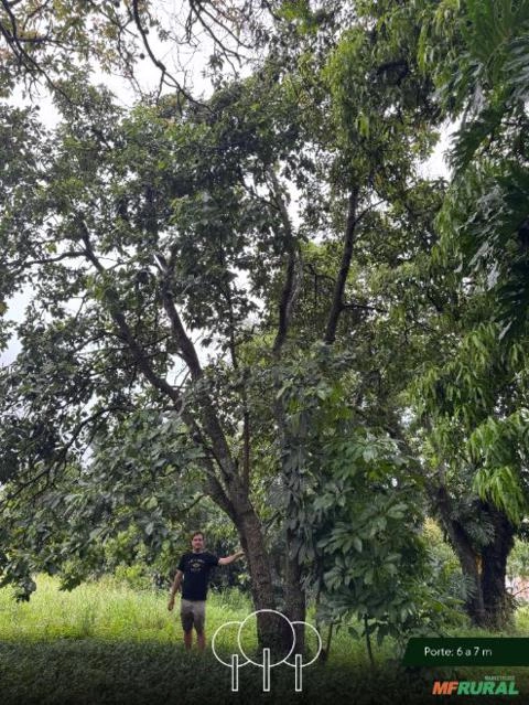 Abacateiro de Grande Porte Imagem Abacateiro de Grande Porte