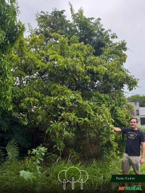 Figueira Imagem Figueira