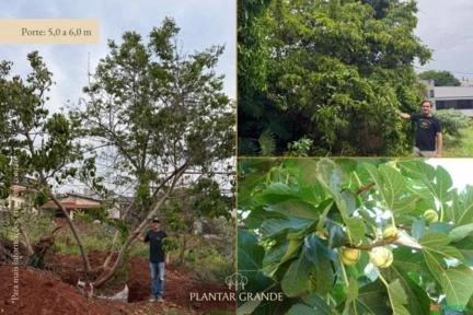 Figueira Imagem Figueira