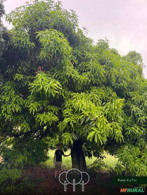 Mangueira Imagem Mangueira