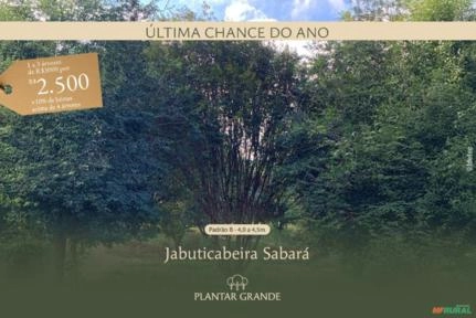 Jabuticabeira-sabará em Promoção Imagem Jabuticabeira-sabará em Promoção