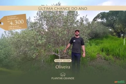 Oliveiras em Promoção Imagem Oliveiras em Promoção