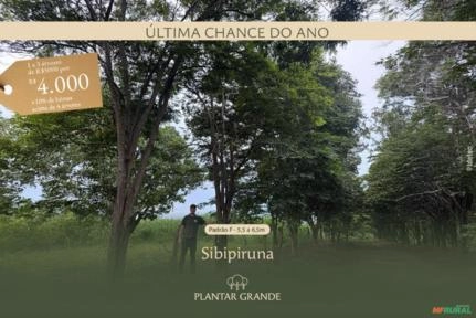 Sibipiruna em Promoção Imagem Sibipiruna em Promoção