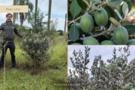 Feijoa Imagem Feijoa