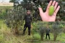 Feijoa Imagem Feijoa