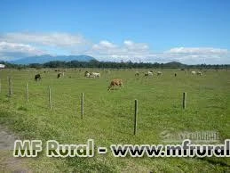Fazenda em Araguari - MG “Florestina” (50 km de Uberlândia)