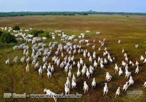 FINANCIAMENTO E CONSÓRCIO,CRÉDITO RURAL,IMPLEMENTOS AGRÍCOLAS,IMÓVEIS E CAMINHÃO