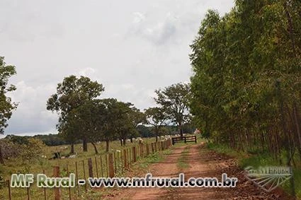 720 hectares em Chapadão do Sul - Cassilândia