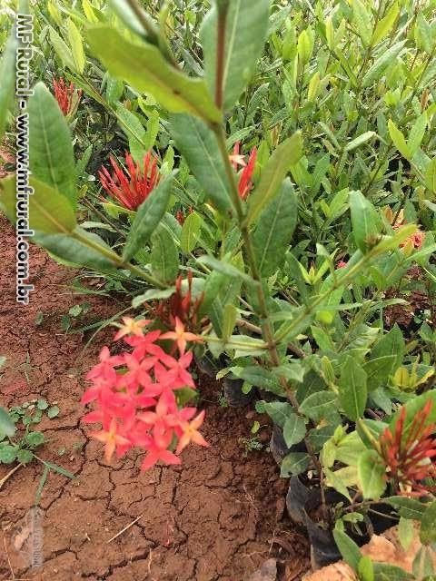 Imagem Plantas ornamentais Imagem Plantas ornamentais