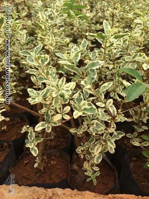 Imagem Plantas ornamentais Imagem Plantas ornamentais