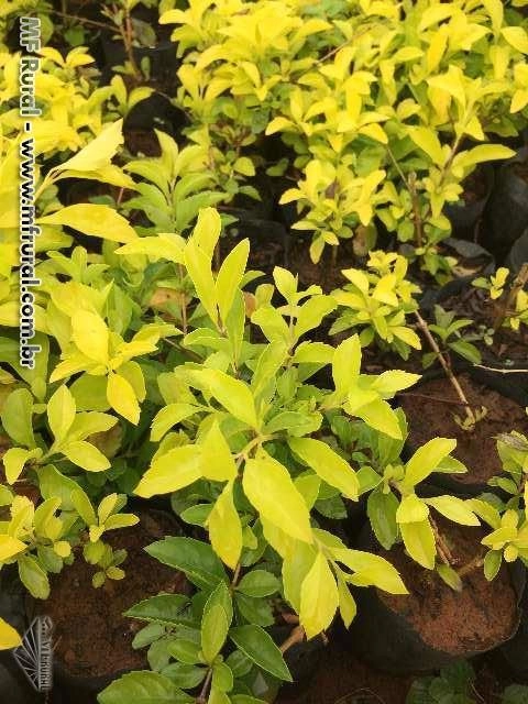 Plantas ornamentais Imagem Plantas ornamentais