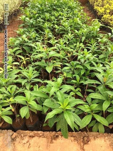 Imagem Plantas ornamentais Imagem Plantas ornamentais