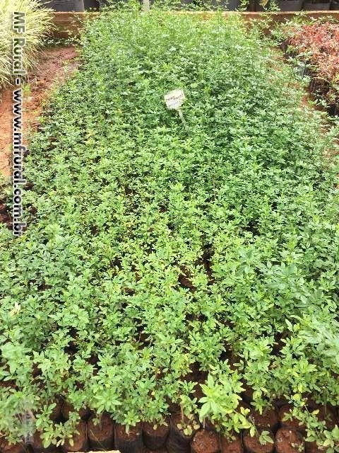 Imagem Plantas ornamentais Imagem Plantas ornamentais