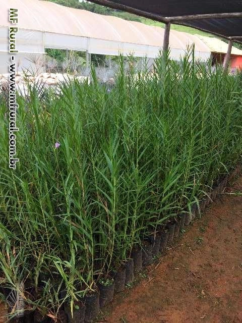 Imagem Plantas ornamentais Imagem Plantas ornamentais