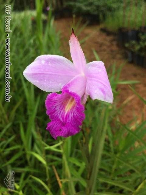 Imagem Plantas ornamentais Imagem Plantas ornamentais