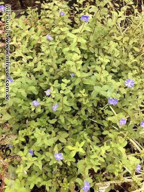 Imagem Plantas ornamentais Imagem Plantas ornamentais