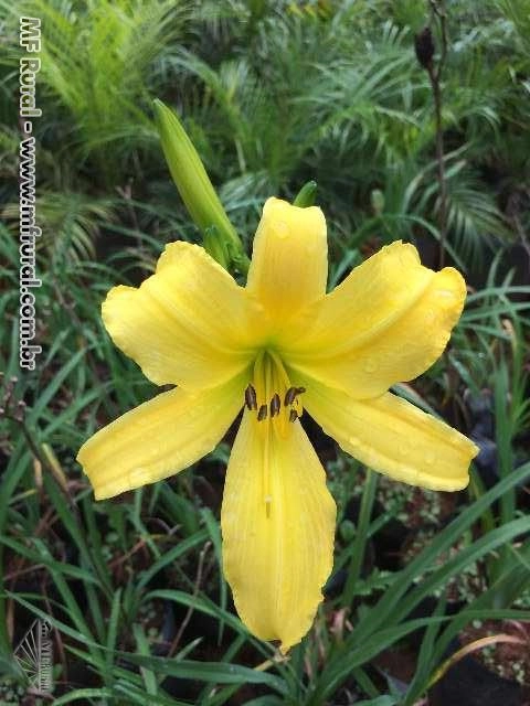 Imagem Plantas ornamentais Imagem Plantas ornamentais