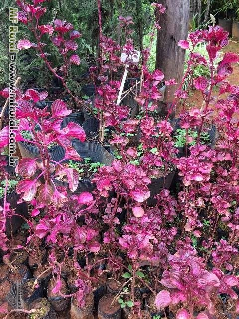 Imagem Plantas ornamentais Imagem Plantas ornamentais