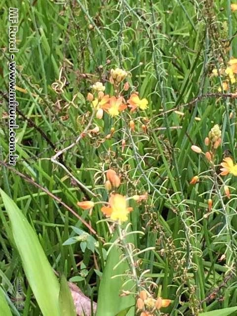 Imagem Plantas ornamentais Imagem Plantas ornamentais