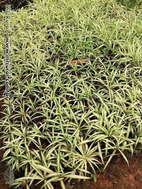 Imagem Plantas ornamentais Imagem Plantas ornamentais