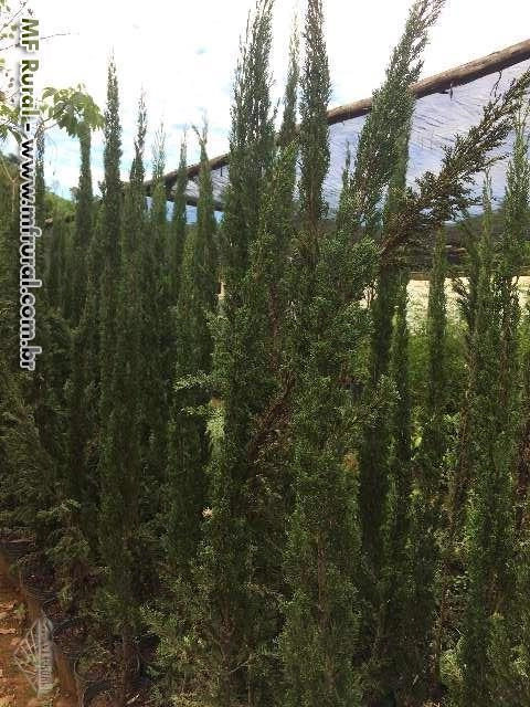 Imagem Plantas ornamentais Imagem Plantas ornamentais