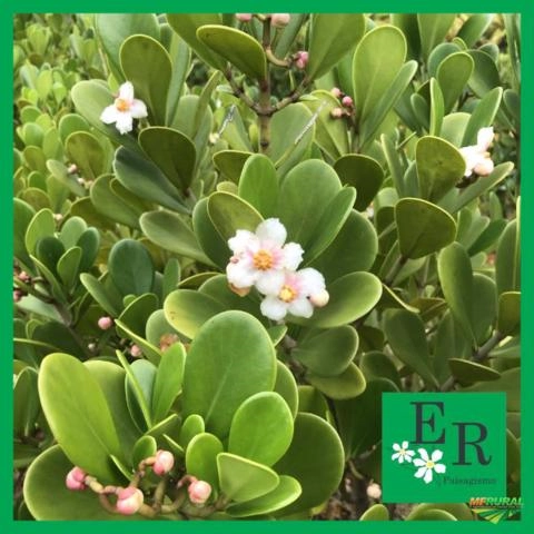 Imagem Plantas ornamentais Imagem Plantas ornamentais