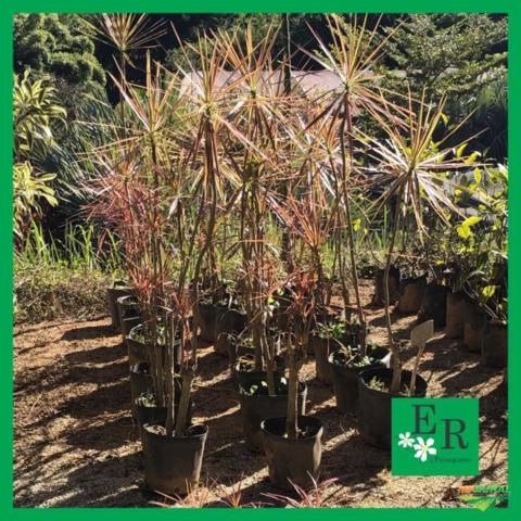 Imagem Plantas ornamentais Imagem Plantas ornamentais