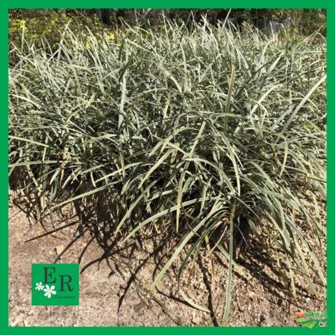 Imagem Plantas ornamentais Imagem Plantas ornamentais