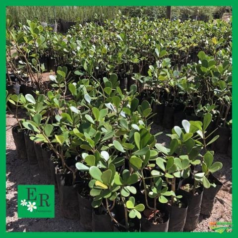 Imagem Plantas ornamentais Imagem Plantas ornamentais